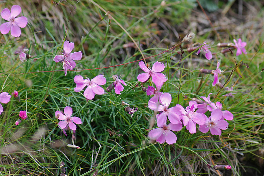 Dianthus sylvestris / Garofano selvatico